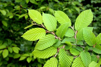 Elm membership