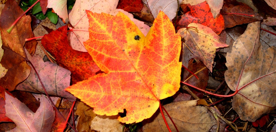 Maple membership