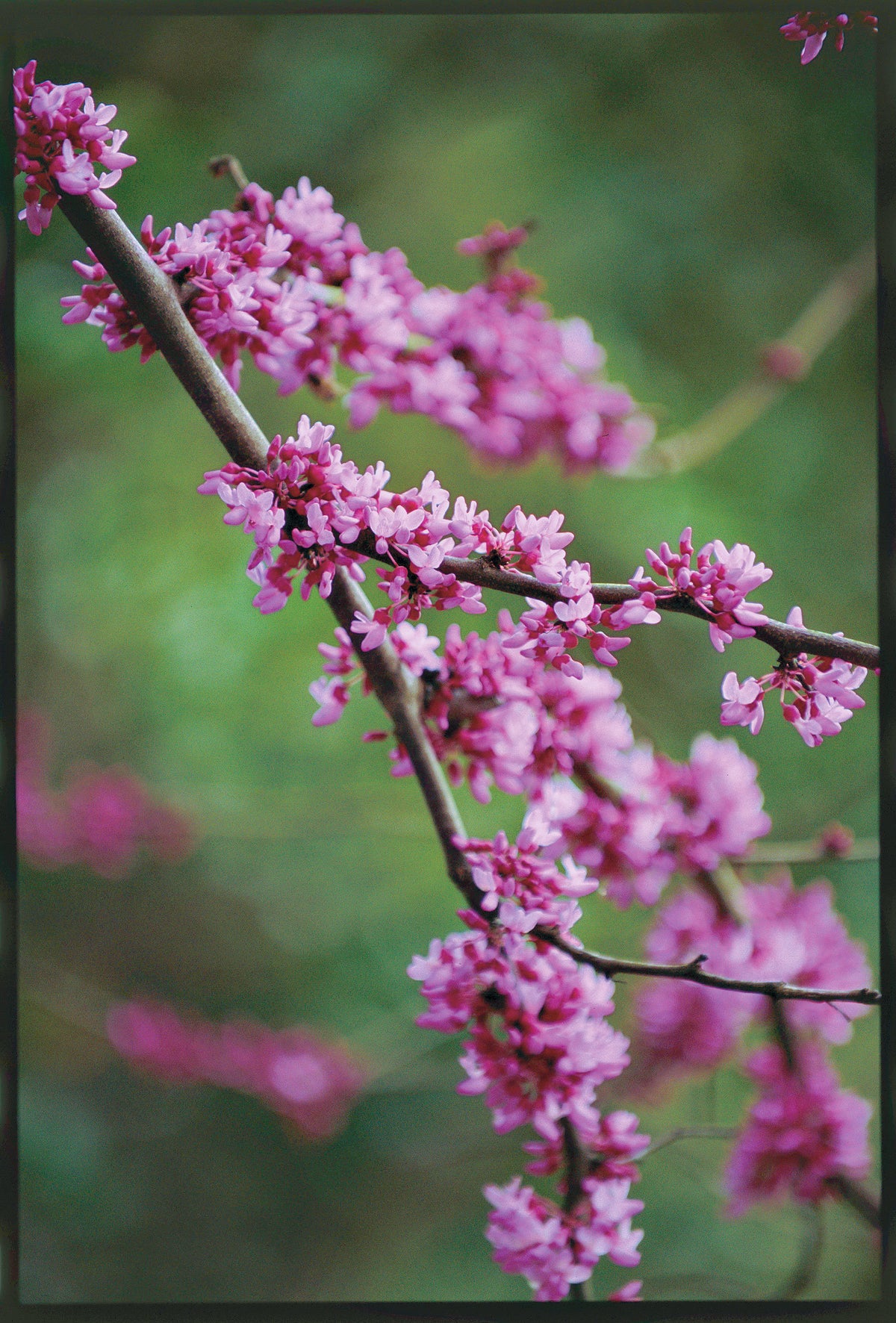Redbud membership