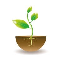 Sapling membership
