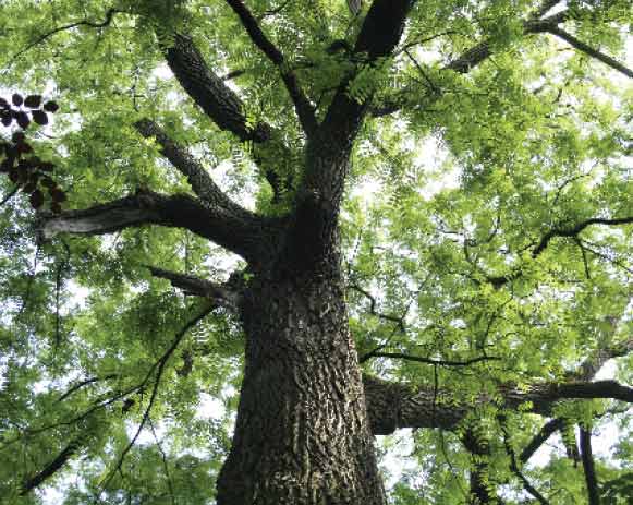 Walnut membership