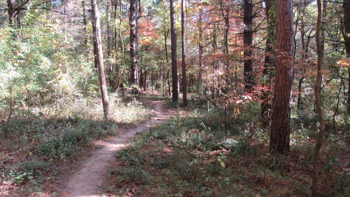 newsletter-fall-2020-c